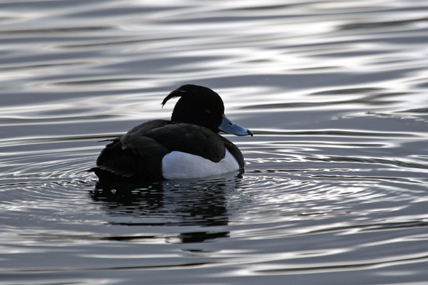 0043 IMG 0595 Tufted Duck