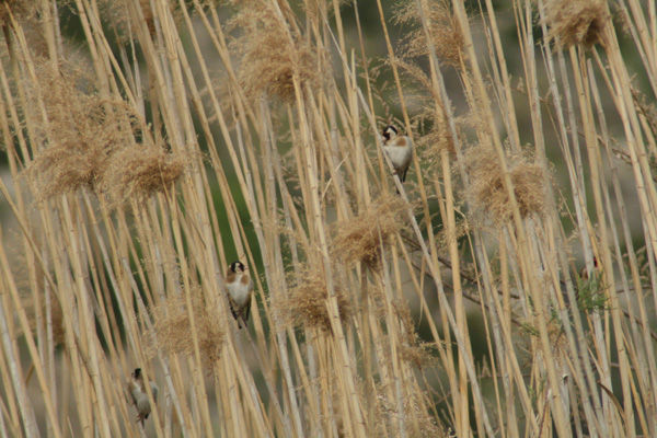 Goldfinches (Carduelis carduelis) in the reeds