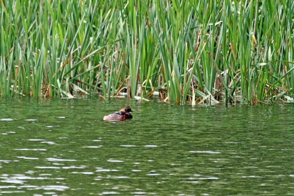 Slavonian Grebes - 2