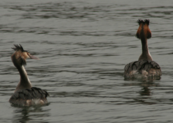 Great Crested Grebes Podiceps cristatus