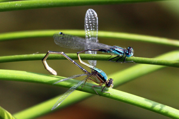IMG 3549 Blue-tailed Damselfly pair with rufescens female