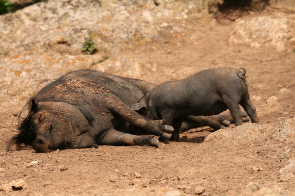 Majorcan Pigs