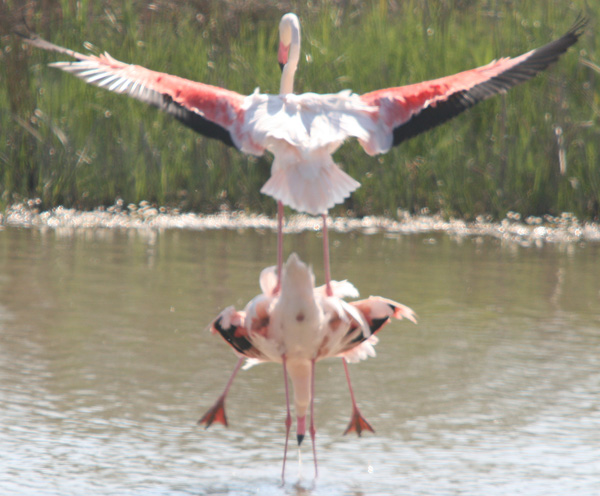 Mating Flamingos (Phoenicopterus ruber)