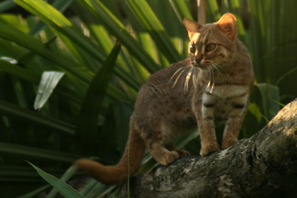Red Spotted Cat