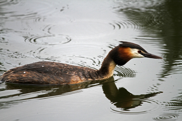 0027 IMG 0840 Great Crested Grebe