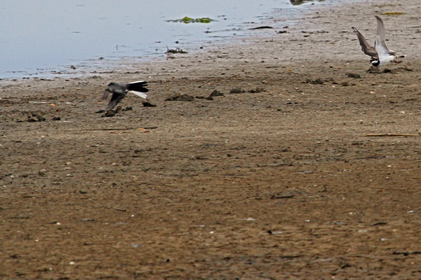 0040 IMG 1295 Little Ringed Plover vs Wagtail