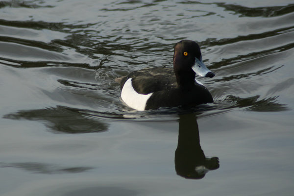 0077 IMG 2341 Tufted Duck m