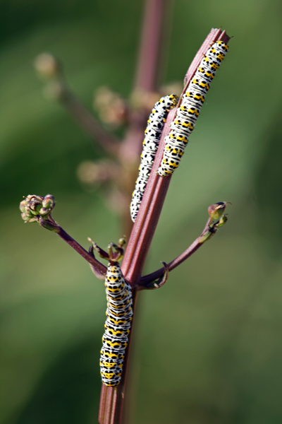 0086 IMG 9484 Mullein Moth Caterpillar