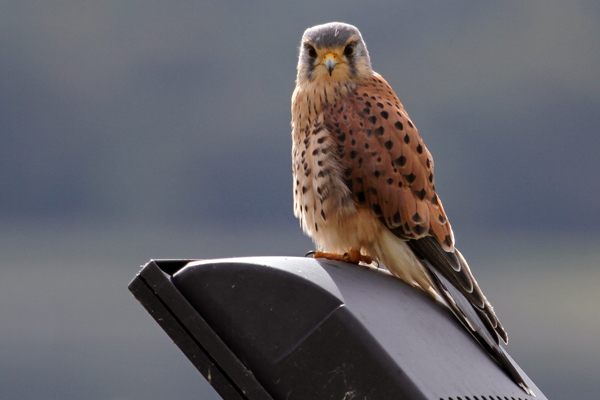 Kestrel - (Falco tinnunculus)