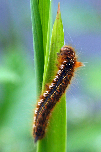 0106 IMG 2084 Drinker Moth Caterpillar