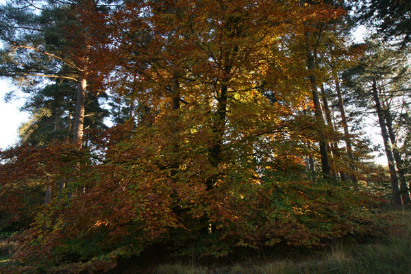 Autumn Colour 2