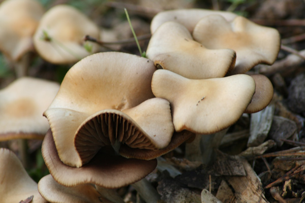 Fungi 5