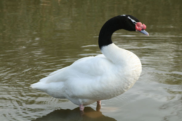 Black Necked Swan - Cygnus melanocoryphus
