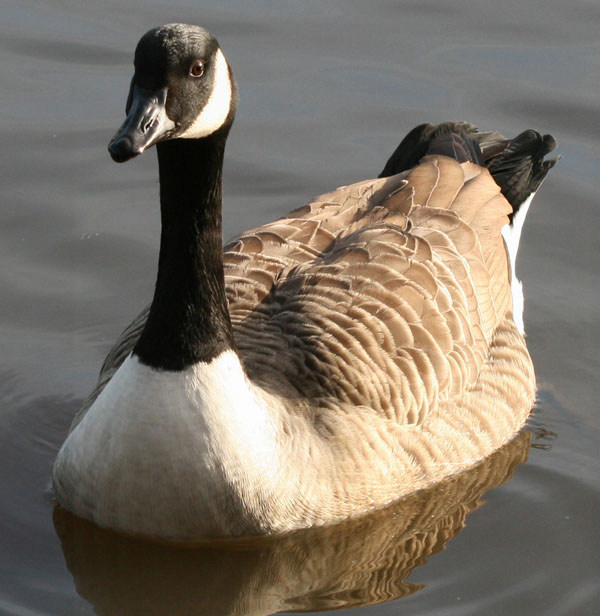 Canadian Goose at Connaught Water