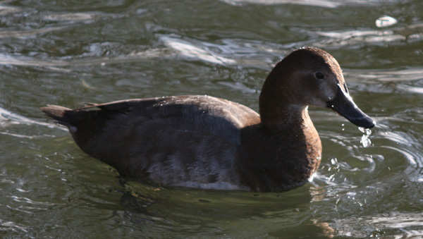 Gadwall Duck at Fishers Green Lee Valley Park