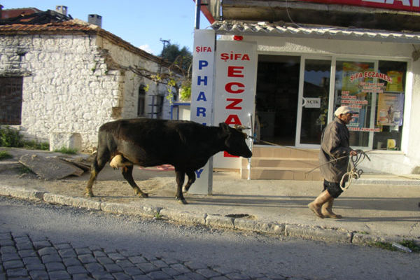 A local Turkish villager takes his cow for a walk down the High Street