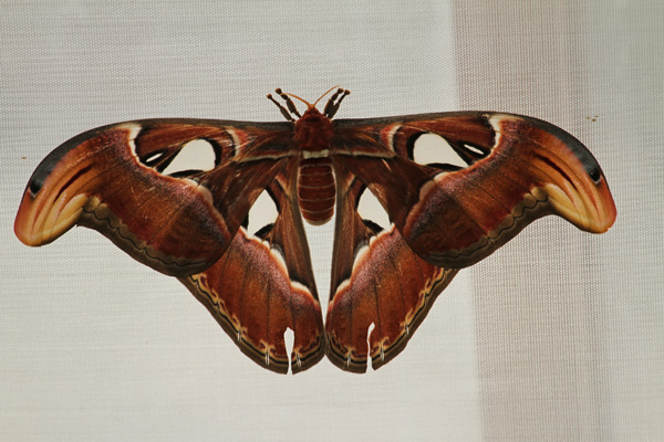 IMG 7091 Atlas Moth Attacus