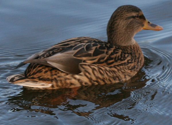 Mallard Duck at Connaught Water