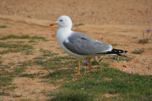 Strutting Yellow-legged Gull