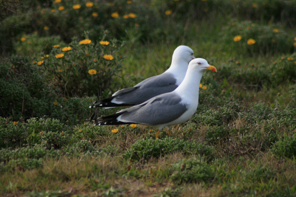 Strutting Yellow-legged Gull (Success)